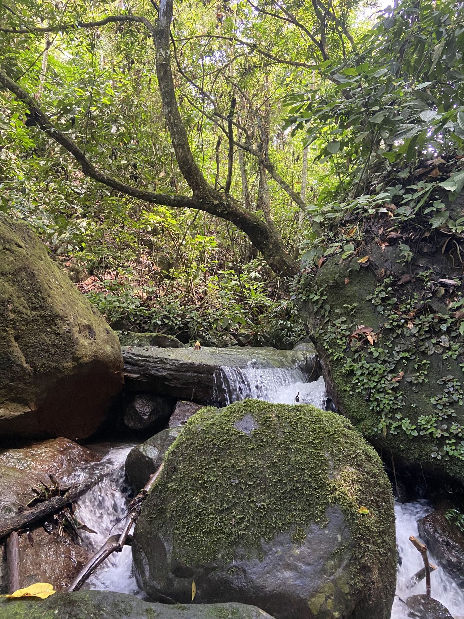 Cascada entre rocas con musgo dentro de una finca de Nilo