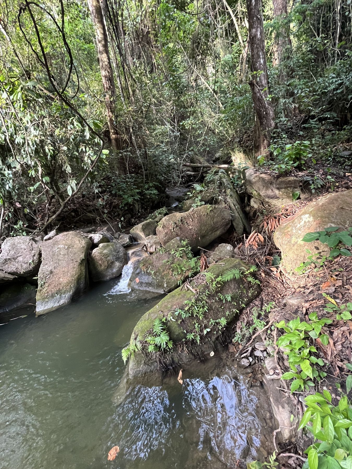 Quebrada entre rocas y bosque